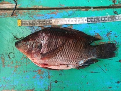 Oreochromis aureus