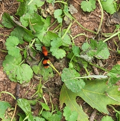 Dasymutilla occidentalis