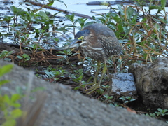 Micropterus salmoides