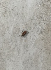 Insecta