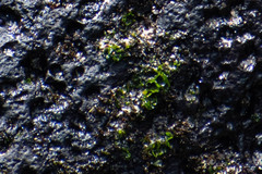 Ulva