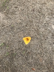 Zephyranthes tubispatha