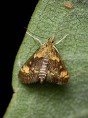 Pyrausta orphisalis