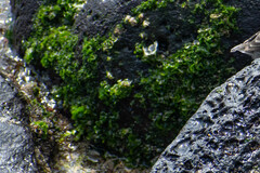 Ulva