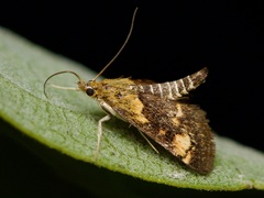 Pyrausta orphisalis