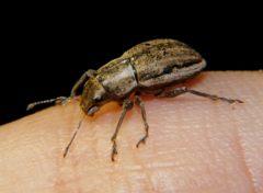 Naupactus peregrinus