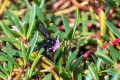 Xylocopa darwini