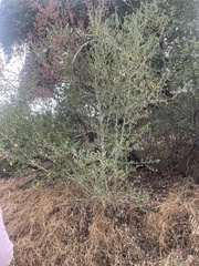 Ceanothus leucodermis