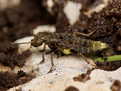 Ontholestes cingulatus