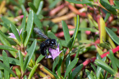 Xylocopa darwini