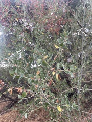 Ceanothus leucodermis