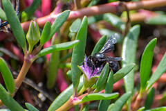 Xylocopa darwini