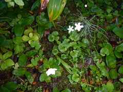 Parnassia fimbriata