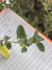 Ceanothus leucodermis