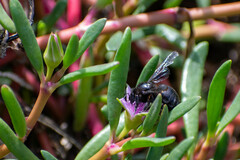 Xylocopa darwini