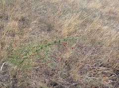 Asparagus verticillatus