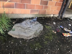 Columba livia domestica