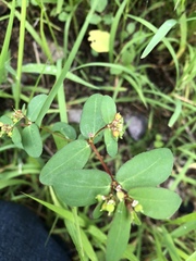 Euphorbia nutans