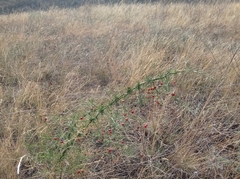 Asparagus verticillatus