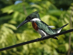 Chloroceryle amazona