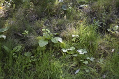 Rumex aquaticus