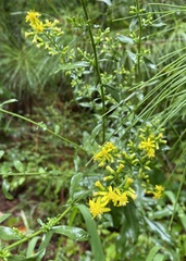 Solidago erecta