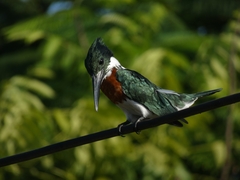Chloroceryle amazona