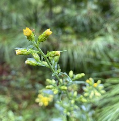 Solidago erecta