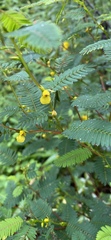 Chamaecrista nictitans