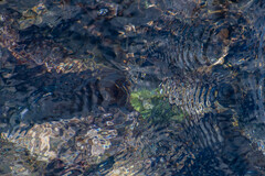 Lytechinus semituberculatus