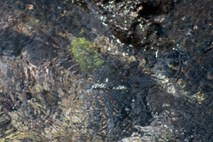 Lytechinus semituberculatus