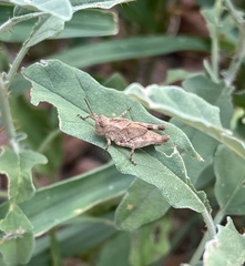 Trimerotropis pallidipennis