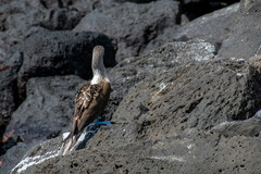 Sula nebouxii excisa