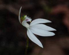Caladenia catenata