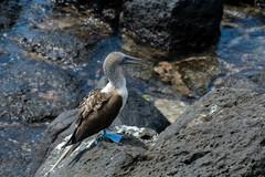 Sula nebouxii excisa