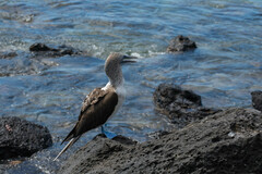 Sula nebouxii excisa