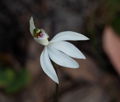 Caladenia catenata