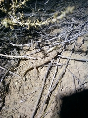 Alsophylax pipiens