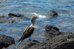 Sula nebouxii excisa