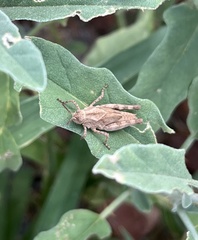 Trimerotropis pallidipennis