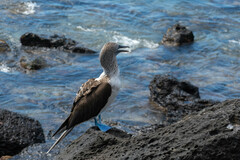 Sula nebouxii excisa