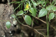 Secamone elliptica