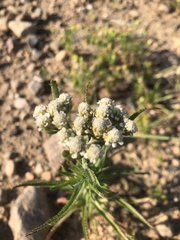 Achillea alpina