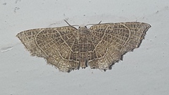 Epiplema reticulata