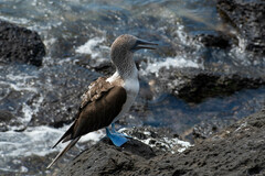 Sula nebouxii excisa