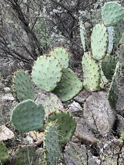 Opuntia orbiculata