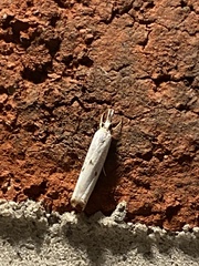 Microcrambus biguttellus