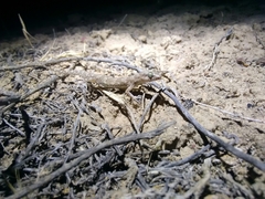 Alsophylax pipiens