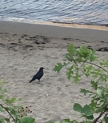 Corvus brachyrhynchos