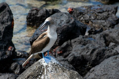 Sula nebouxii excisa